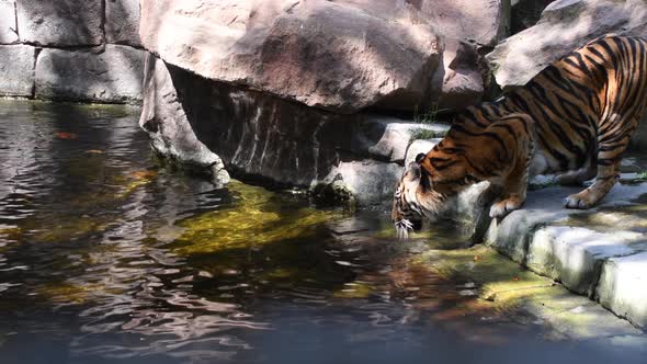 Sumatran Tiger Drinking in a River