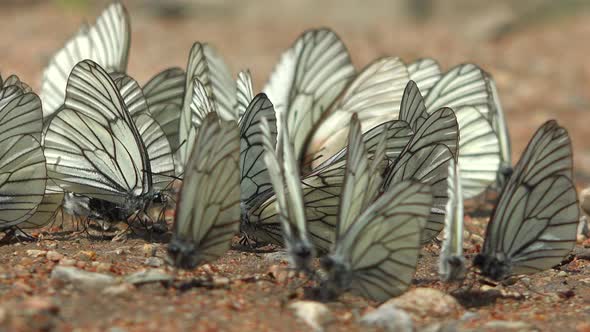 Large Flock of Aporia Crataegi Butterflies and Black-Veined White Butterfly on Ground Surface