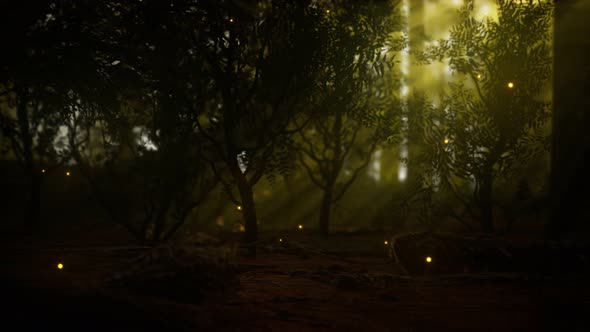 Firefly in Misty Forest with Fog