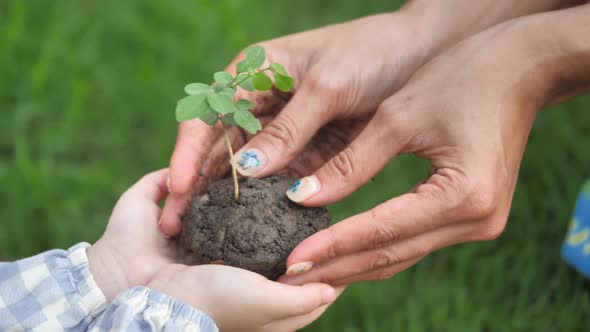 Close up of adult hands giving small plant to a child over defocused green background