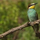 European Beeeater or Merops Apiaster - VideoHive Item for Sale
