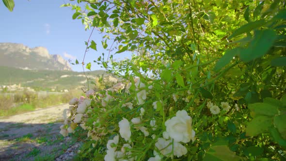 Lush Bush with White Flowers Grows Near Big Wooden Fence