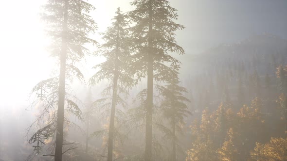 Calm Moody Forest in Misty Fog in the Morning