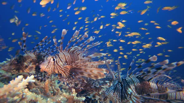 Underwater Lionfish Schooling