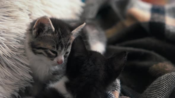 Portrait of Two Small Sleepy Kittens on a Pillow