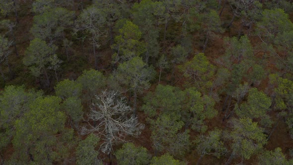 Aerial View of Pine Forest