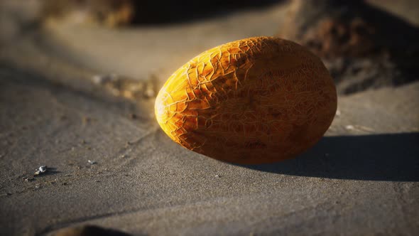 Desert Melon on the Sand Beach