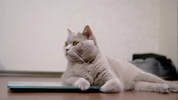 Large Fat Gray British Domestic Cat Sits on Floor Near an Electronic Scale