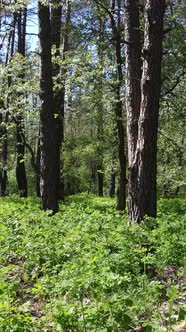 Vertical Video of Green Forest During the Day