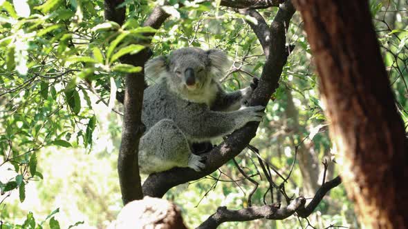Beautiful Koala resting on tree branches at the Taronga Zoo in Australia -close up