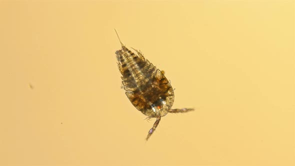 Zooplankton of the Black Sea Under a Microscope. Copepoda Family of Crustaceans From the Order