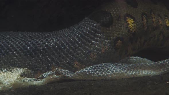 Green anaconda (Eunectes murinus). The anaconda undresses from the skin underwater.