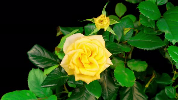 Time Lapse of Opening Yellow Rose Flower