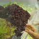 Young Woman Buying Organic Vegetables in Supermarket. Female Hand Taking Green Salad From Shelf in - VideoHive Item for Sale