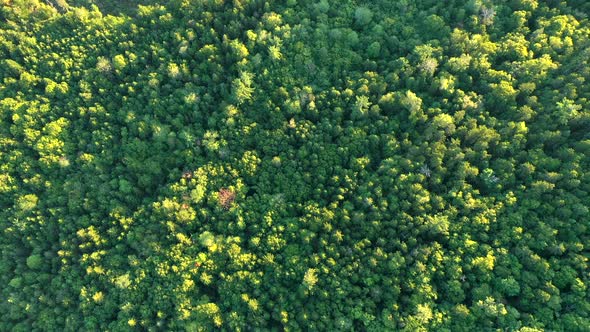 Aerial drone shot straight down over the thick green forest trees of the Maine wilderness.