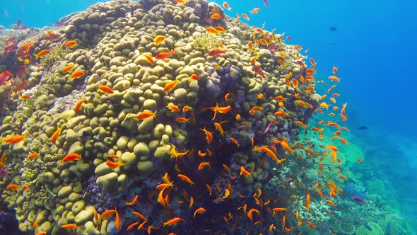 Tropical Fish on Vibrant Coral Reef