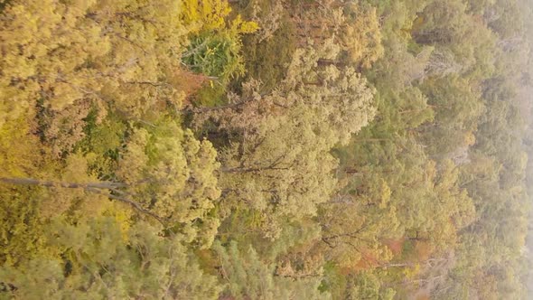Vertical Video of an Autumn Forest During the Day in Ukraine