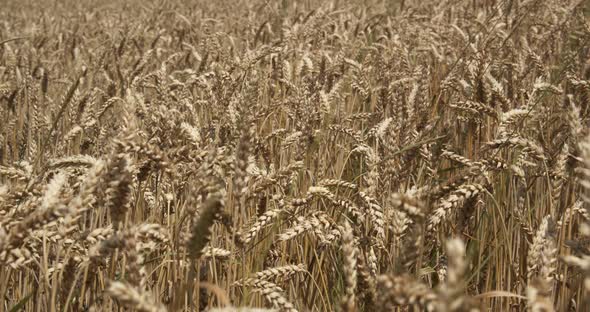 Ripe Ears Of Wheat On The Field At Sunset