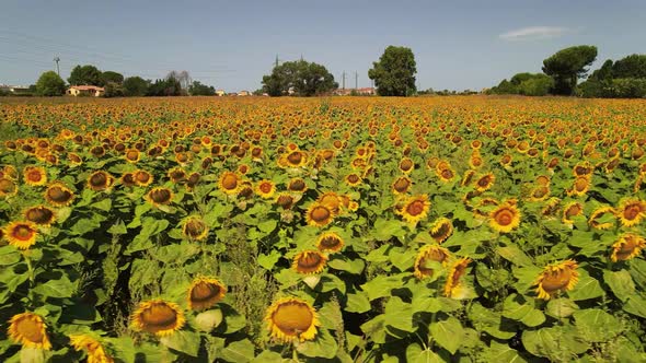 Amazing Aerial View of Beautiful Sunflowers in Summertime