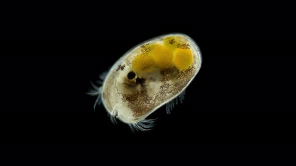 Ostracoda Under a Microscope Cypridinidae Family Order Myodocopida