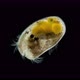 Ostracoda Under a Microscope Cypridinidae Family Order Myodocopida - VideoHive Item for Sale