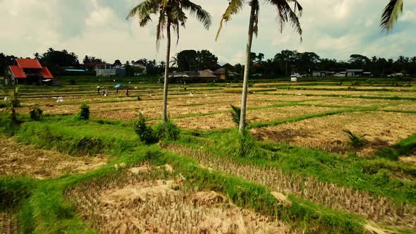 Workers in rice hats hand harvesting crop field, drone flying between palms. Bali, Indonesia.