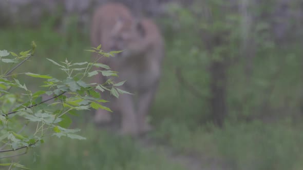 Beautiful Puma in Spring Forest