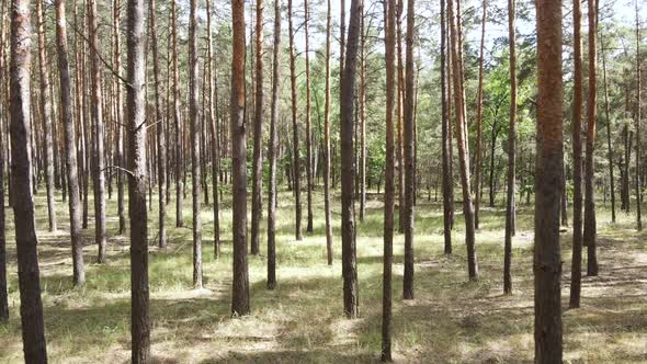 Natural Forest Landscape By Day