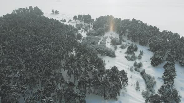 Winter Landscape with a Pine Forest in the Snow