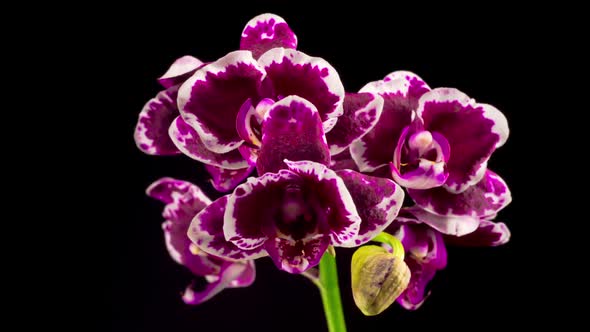 Blooming Purple Tulip Orchid Phalaenopsis Flower