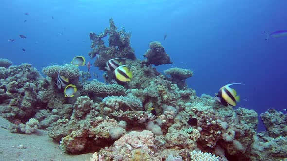 Underwater Scene Butterfly Fish