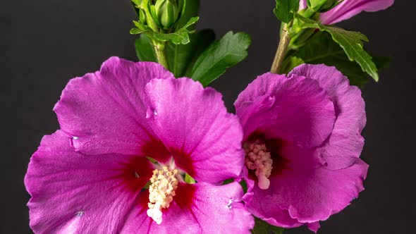 Hibiscus Flower Blossom Timelapse on Black