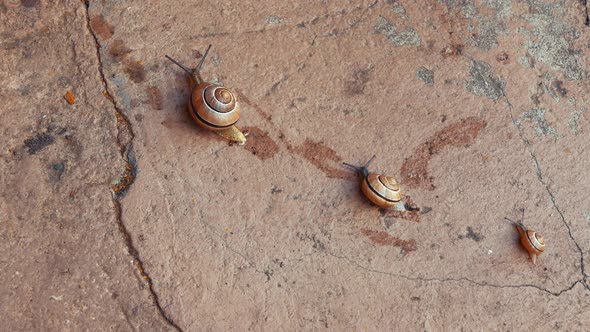 Three snails are moving simultaneously and leaving a slime behind them