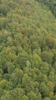 Aerial View of Trees in the Forest