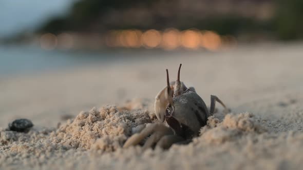 The Crab Stands on a Sandy Beach Near Its Burrow