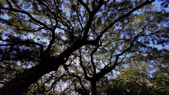 Looking up at the Live Oak trees in Savannah Georgia