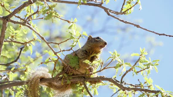 Ultra slow motion shot of rock squirrel chewing tree buds