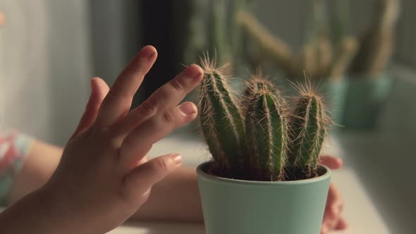 The Finger of a Child Who Touches a Cactus