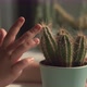 The Finger of a Child Who Touches a Cactus - VideoHive Item for Sale