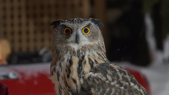 Great Horned Owl Looks Fixedly Staring at Camera Snow Falling in Winter