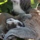 Mother Lemur Licking Her Kid Sitting in a Green Tree on a Sunny Day in Summer - VideoHive Item for Sale