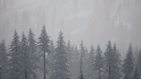 Carpatian Mountains Fog and Mist at the Pine Forest