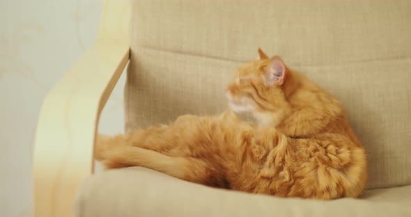 Cute Ginger Cat Lying on Beige Chair. Fluffy Pet Is Licking. Cozy Home.