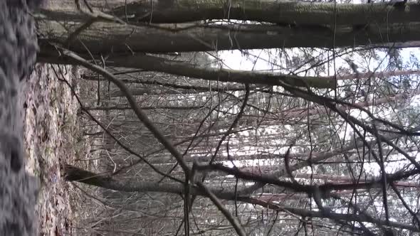 Vertical Video of Beautiful Forest Landscape