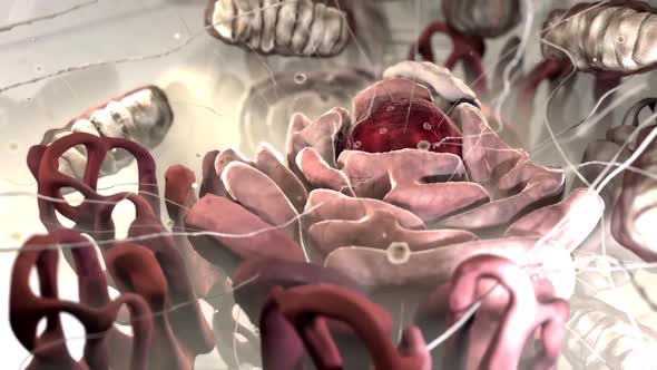 3D Scientific Animation of the Inside of the Cell