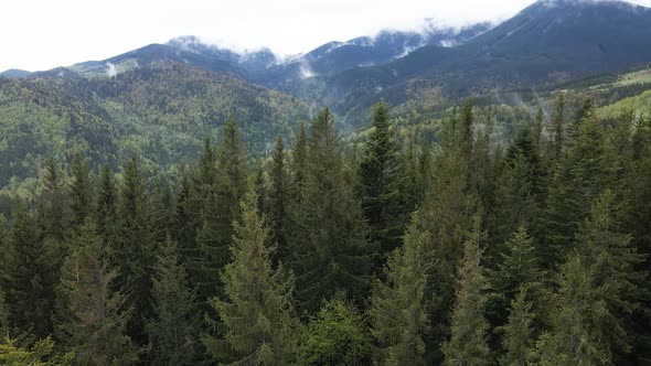 Ukraine, Carpathian Mountains: Beautiful Mountain Forest Landscape. Aerial