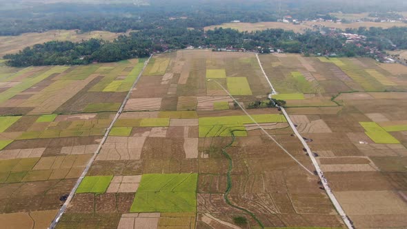 Land plots with growing rice crops, high angle drone view