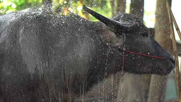 Water Buffalo Bathing