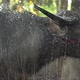 Water Buffalo Bathing - VideoHive Item for Sale