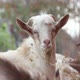 Goats in Nature. - VideoHive Item for Sale